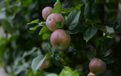 Ce qu’il faut savoir sur la future norme ISO 20001 relative au gaspillage alimentaire